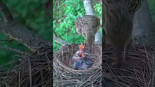 Птица кормит птенцов в гнезде.
