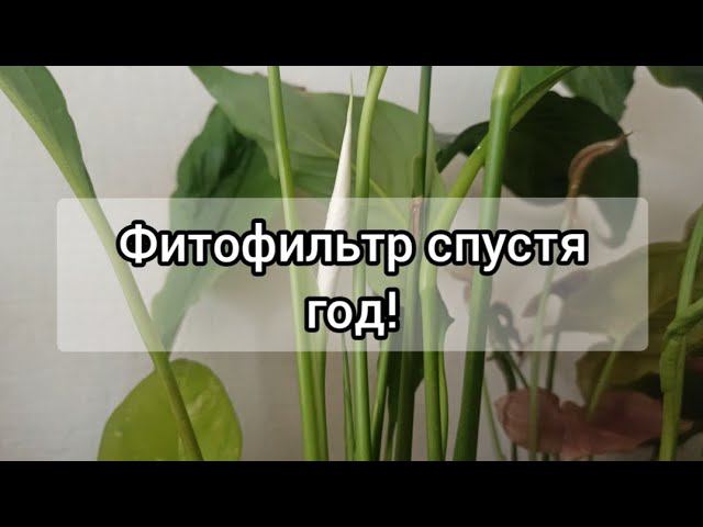 Как обслуживать фитофильтр? Показываю, что случилось в аквариумном сампе за год. 18 апреля 2024 г.