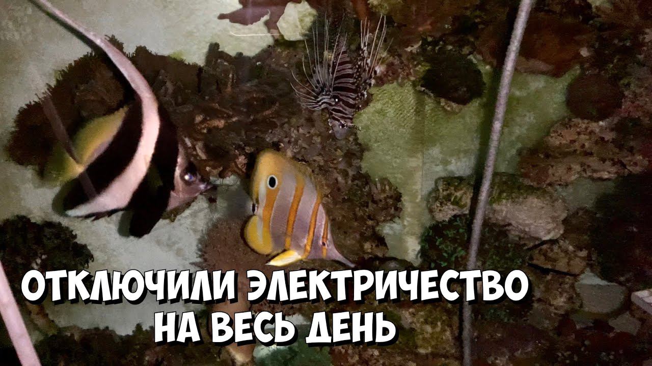 Отключили электричество на весь день | Что делать?)