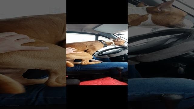 Ляяя.mp4