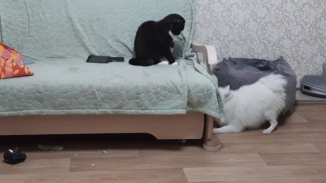 Слышали как собака бегает по линолеуму