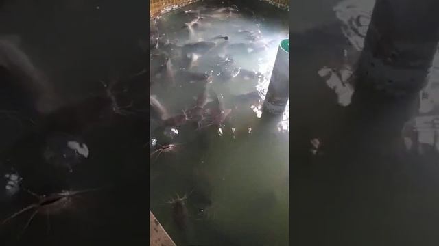клариевый сом кормление