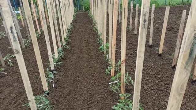 Де купила свої бірочки для томатів?@Поставила три сітки для огірків.Пересадила картоплю і спаржу.