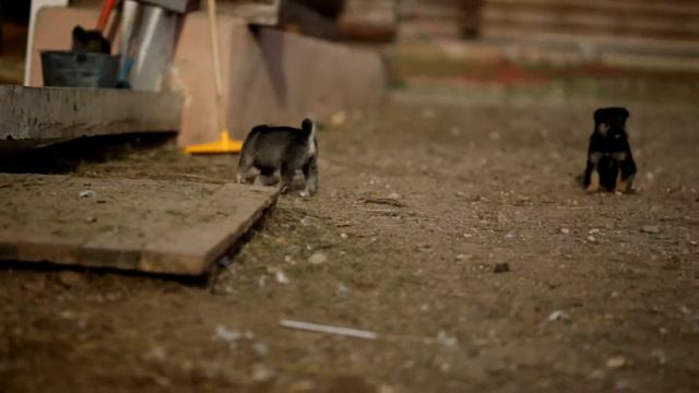 Наше фермерское подворье