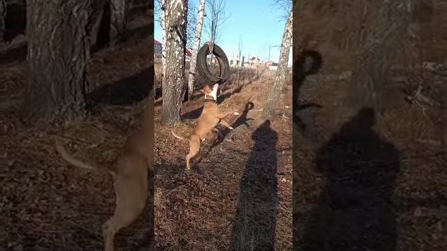 VID-20211124-WA0009_1.mp4