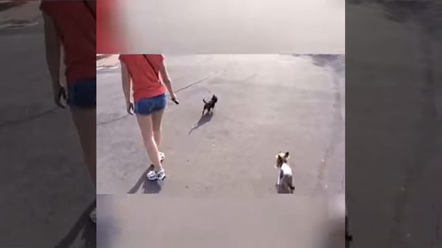 Тайсон VS голуби