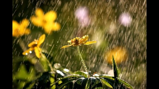 АСМР ☔️ ДОЖДИК Расслабляющий Шум Дождя для Сна / ASMR RAIN & Whisper