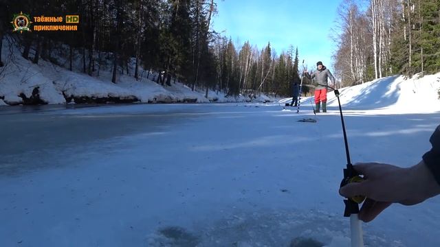 Крупный хариус утаскивает удочки!/Вороны воруют улов!/Весенняя рыбалка на таёжной речке/Часть 2