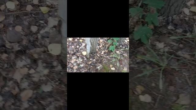Груздь осиновый.10.09.22г.
