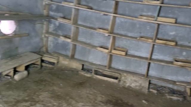 Новое приобретение голубей.