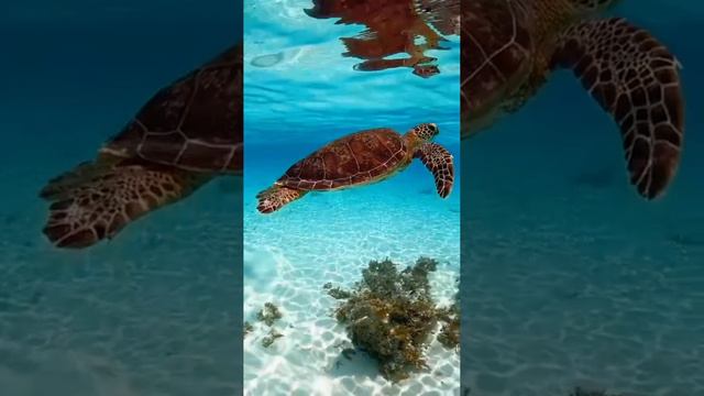 Красота подводного мира🐢🫧🤿

#подводой #подводныймир #черепаха #вморе