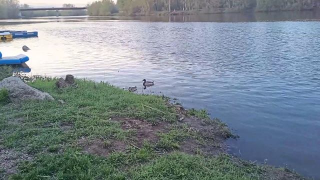 Утки на Лодочной станции в Стерлитамаке.