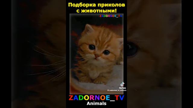 Мемчики! TikTok.