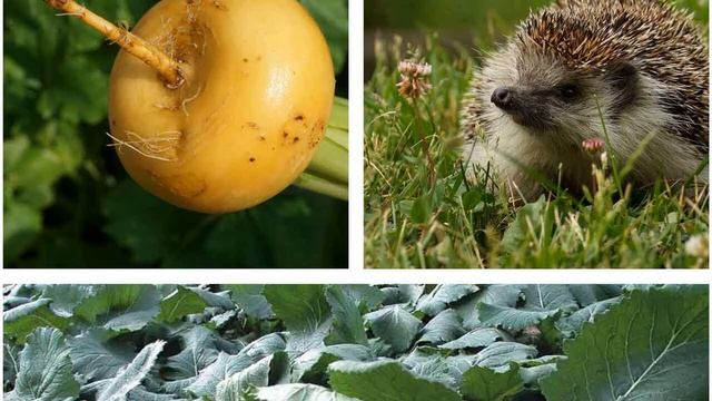 Сказка про Пыха и бесстрашную Алёнку