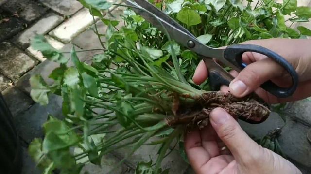 perbanyakan syngonium mini atau pixie