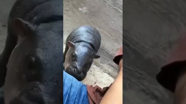 Малыш бегемота пытается куснуть руку человека