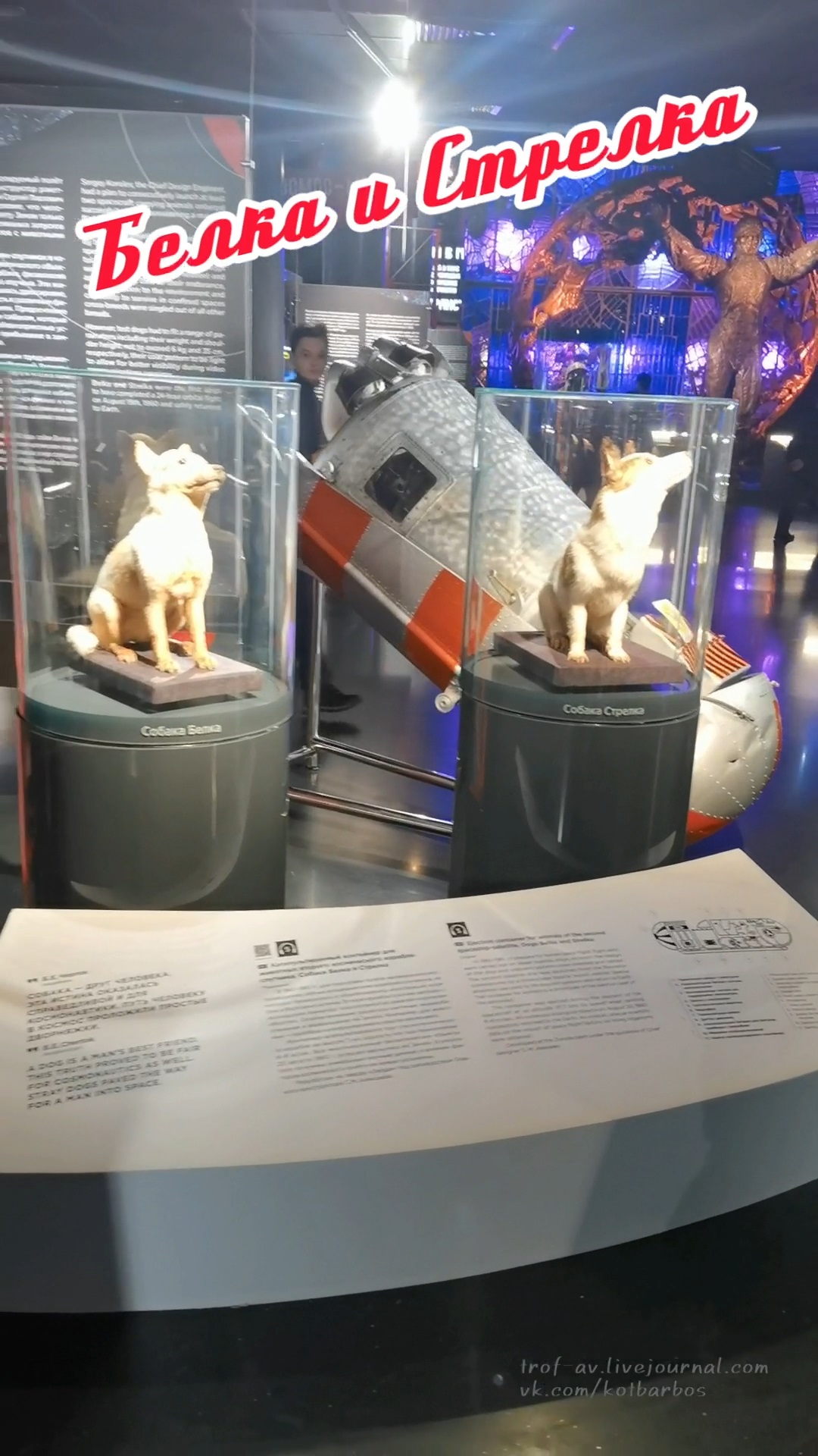 Белка и Стрелка в Музее космонавтики. #БелкаИСтрелка #музейКосмонавтики #shorts