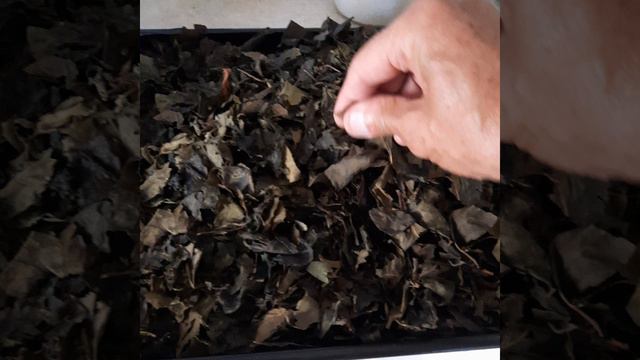 чай из листьев плодовых деревьев