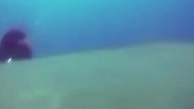 Акула подплывает к дайверу за помощью и не перестает благодарить его после спасения её жизни
