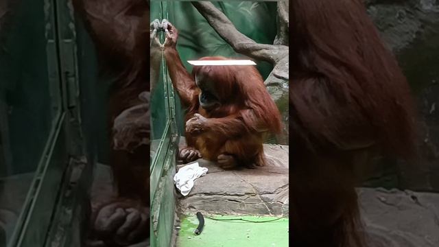 Орангутан сака Чава убирается в Московском зоопарке.