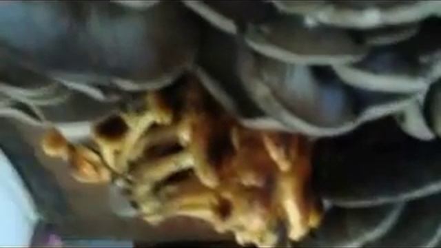 Зимние опята и вёшенка
