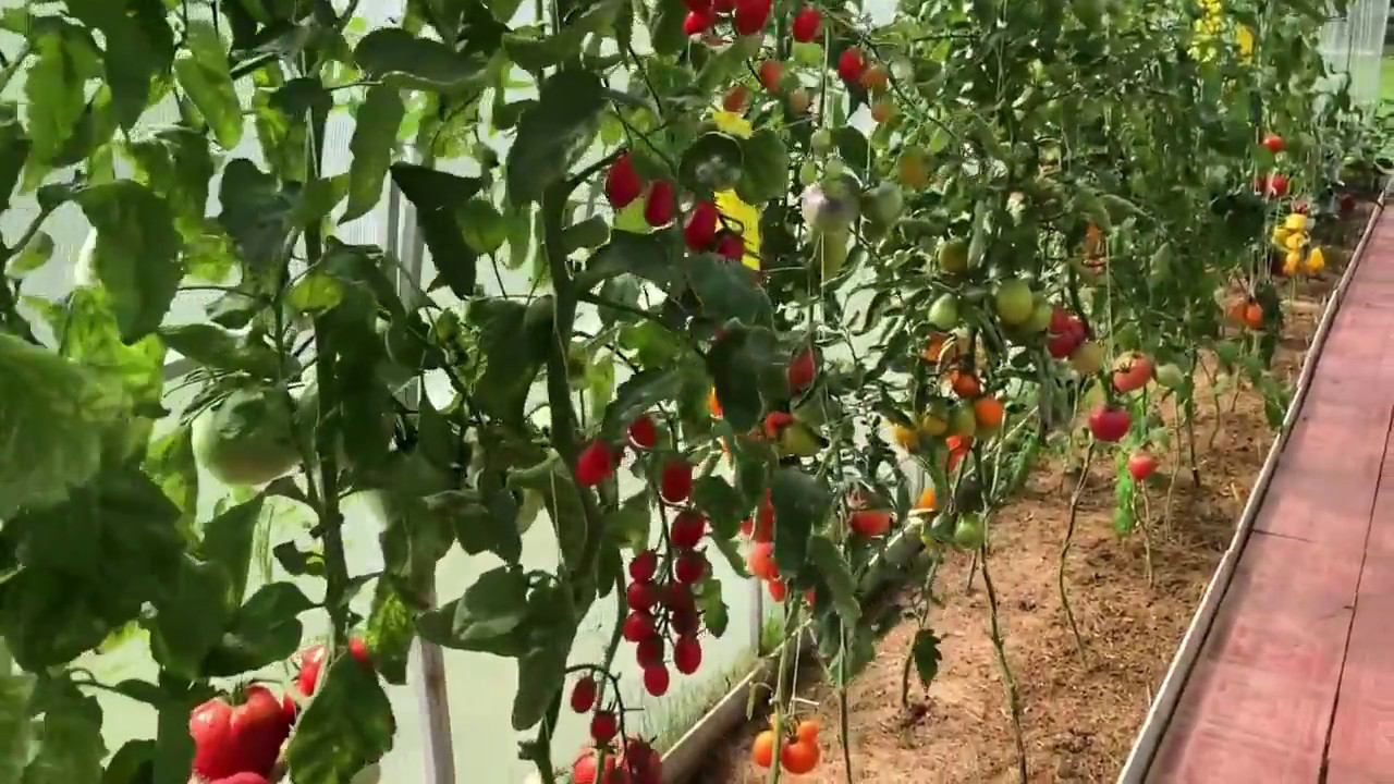 Томаты Сергея Ананченко