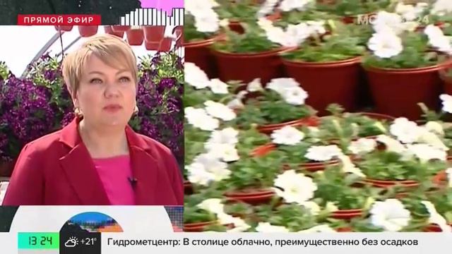 В тепличном хозяйстве рассказали о подготовке цветочной рассады к высадке в Москве - Москва 24