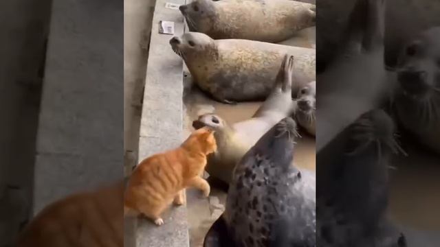 котик? морскойлевморскойколик