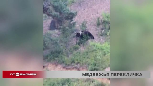 Популяцию медведей пересчитали сотрудники нацпарка в заповеднике на Байкале
