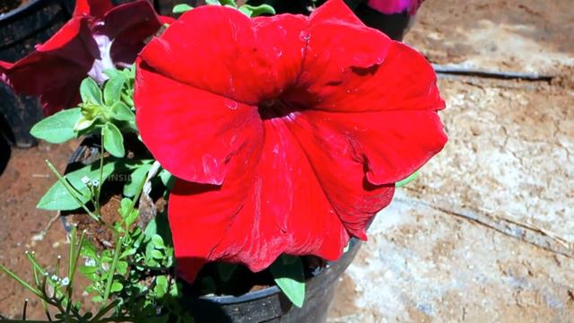 25 𝗣𝗲𝘁𝘂𝗻𝗶𝗮 𝗙𝗹𝗼𝘄𝗲𝗿 𝗩𝗮𝗿𝗶𝗲𝘁𝗶𝗲𝘀| Types of Petunia Plant | Different Petunia Colors