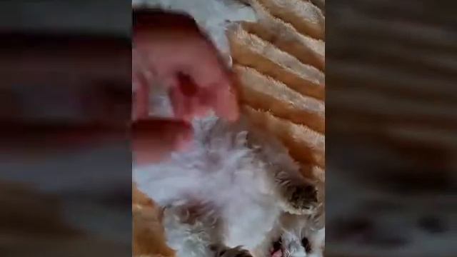 ДОМАШНИЕ БОЛЕЗНИ.КАК ЛЕЧИТЬ