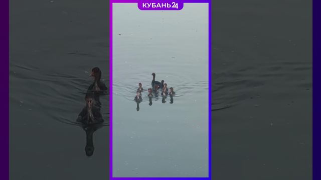 Многодетная семейка на городском озере в Горячем Ключе