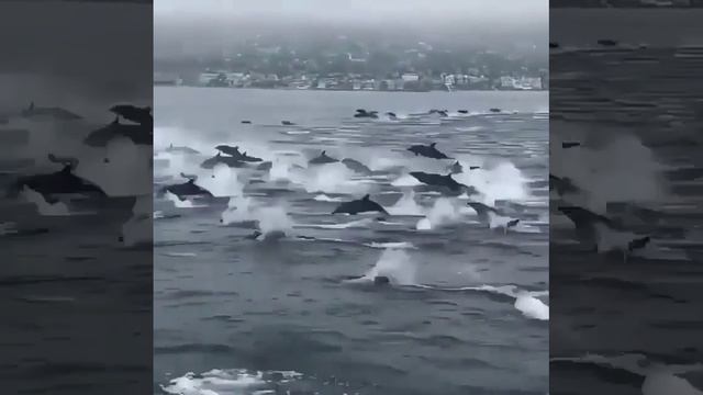 🐬 Миграция дельфинов