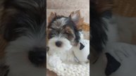 Бивер терьер мальчик.Сладкий нос курнос🥰,невероятный целовашка🤗Родители Чемпионы 🥇🏆