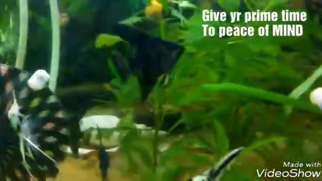 My Aquarium World 2