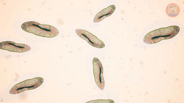 What Would Happen If You Turned Off One Of The Factors Of Life On Earth?