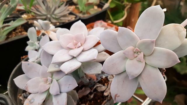 Graptopetalum superbum variegado