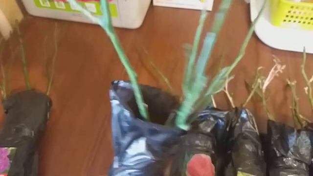 Розы 3 заказ из Челябинска