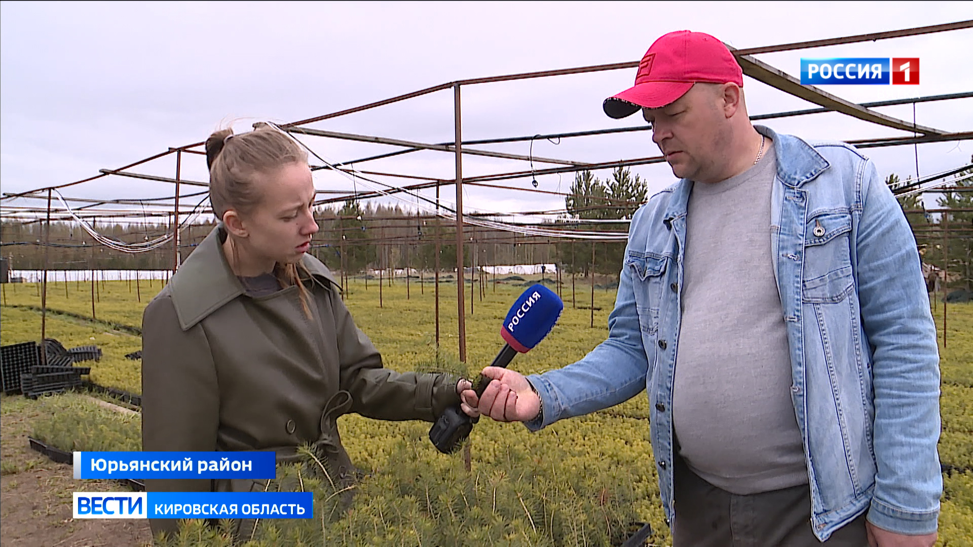 В Кировской области вырастили более 35 миллионов саженцев ели и сосны