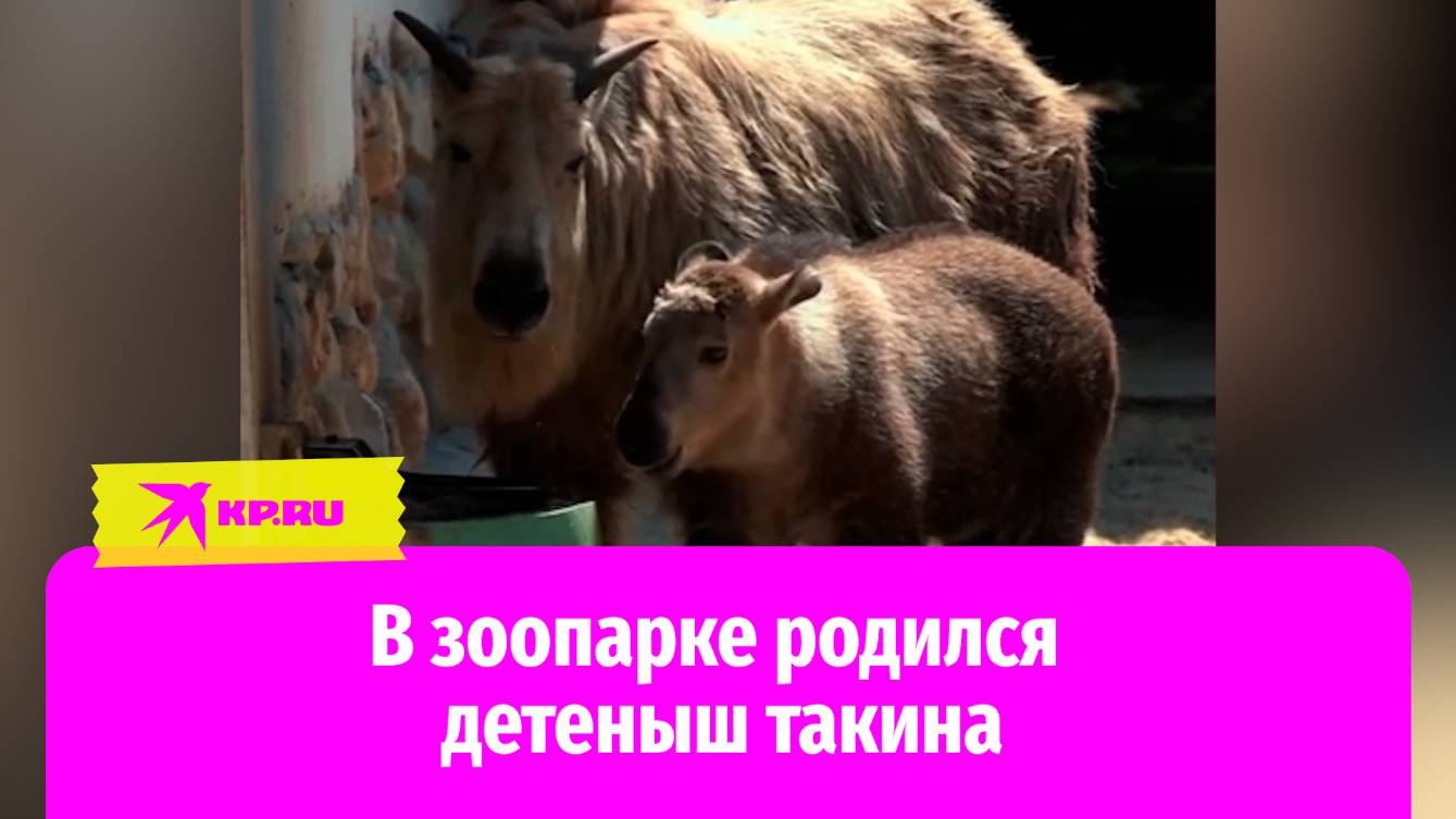 В Московском зоопарке родился малыш такин