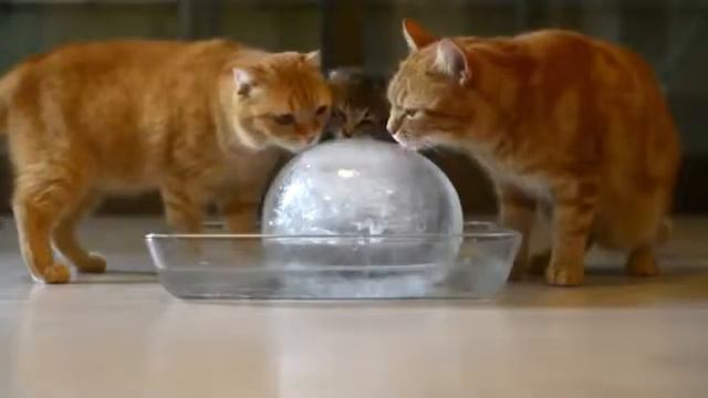 Кошки лижут лядяной шар😺