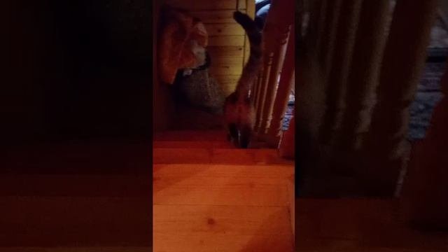 наша кошка Рокси