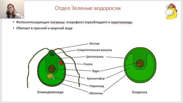 Вебинар 4  Основы жизненных циклов  Водоросли