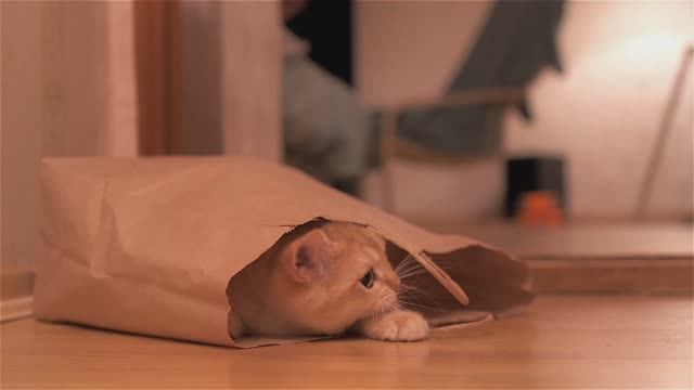 Котенок Ричи играет с бумажным пакетом. Британская короткошерстная золотая шиншилла