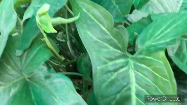 All about Syngonium (arrow head) 🌱