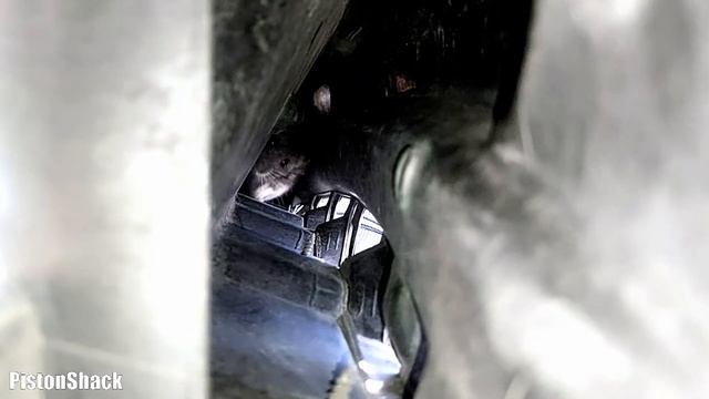 HUGE PACK RAT CAMPED IN MY MITSUBISHI DELICA VAN | Wood Rat and Delica L400 Space Gear