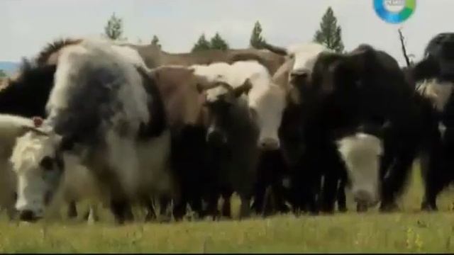 Тюрки России Республика Тыва. (2012)