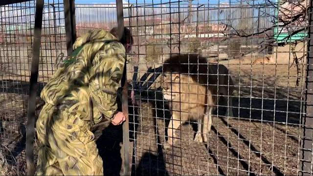 Как лев -вожак РЕВНУЕТ СВОЮ ЛЬВИЦУ !