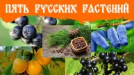 Пять русских растений