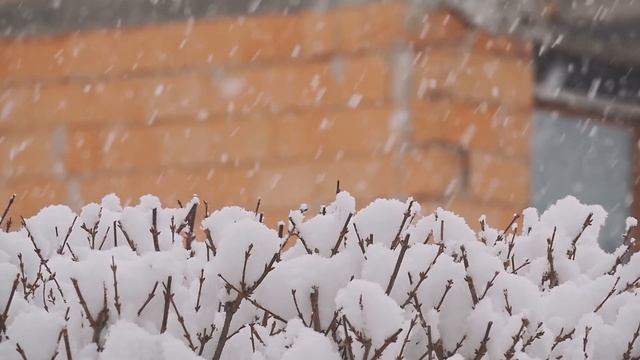 Мощь и прелесть настоящей зимы! Зимний Лес в Метель! Снежная Буря, Снегопад и Ледяной Воющий Ветер!